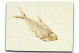 Detailed Fossil Fish (Diplomystus) - Wyoming #367573-1